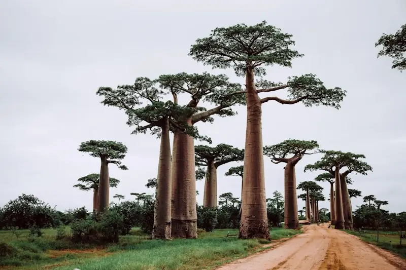 Travel Madagascar